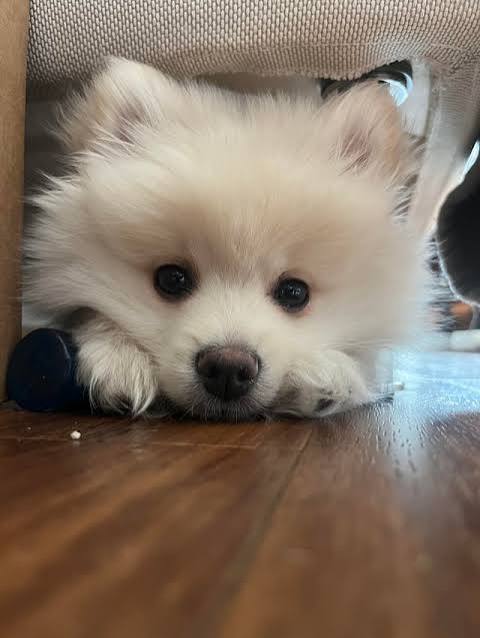 files/cachorro_1.jpg