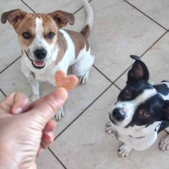 files/foto_de_cachorro.jpg